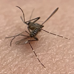 Aedes taeniorhynchus