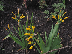 Cyrtanthus breviflorus
