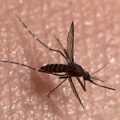 Aedes taeniorhynchus