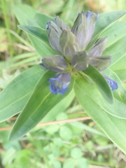 Gentiana cruciata cruciata