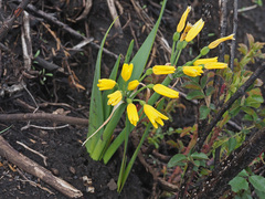 Cyrtanthus breviflorus
