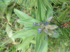 Gentiana cruciata cruciata
