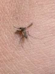 Aedes taeniorhynchus