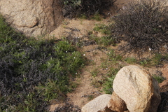 Heliophila variabilis