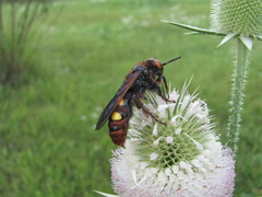 Megascolia maculata