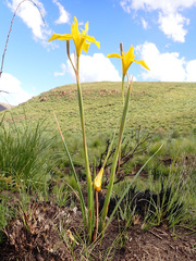 Moraea huttonii