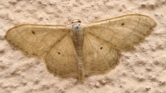 Idaea straminata