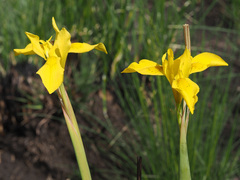 Moraea huttonii