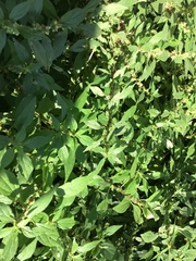 Parietaria judaica
