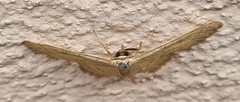 Idaea straminata