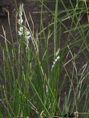 Chlorophytum cooperi