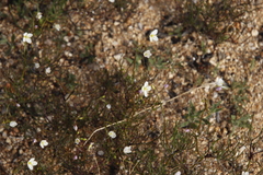 Heliophila variabilis
