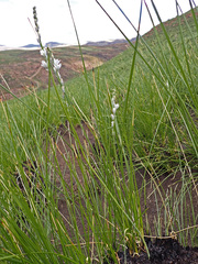 Chlorophytum cooperi