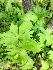 Geranium sylvaticum