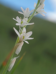 Chlorophytum cooperi