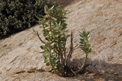 Gomphocarpus cancellatus