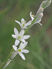 Chlorophytum cooperi