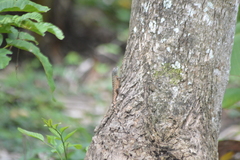 Sceloporus utiformis