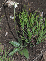 Manulea buchneroides