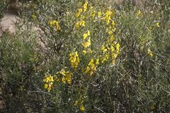 Calobota