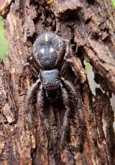 Tharpyna campestrata