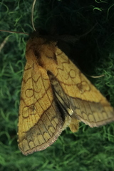 Pyrrhia umbra
