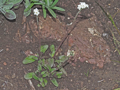 Manulea buchneroides