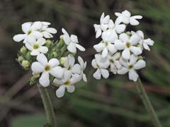Manulea buchneroides