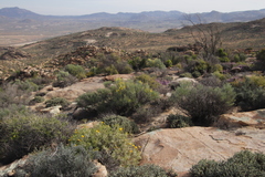 Calobota