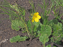 Geum capense
