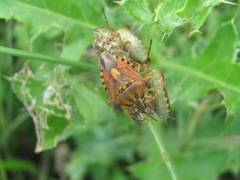 Carpocoris mediterraneus