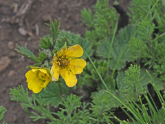 Geum capense