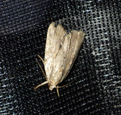 Bryophilinae