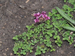 Trifolium burchellianum