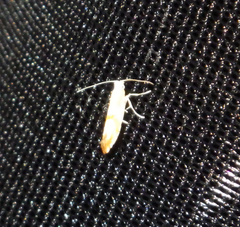 Argyresthia