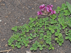 Trifolium burchellianum