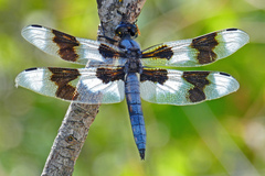 Libellula forensis