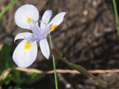 Moraea