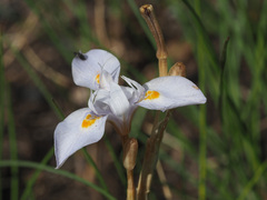 Moraea