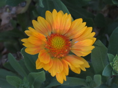 Gaillardia aristata