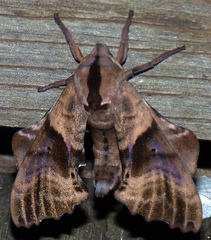 Paonias excaecata