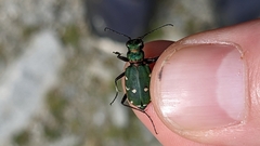 Cicindela campestris