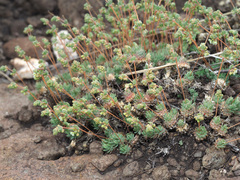 Psammotropha mucronata