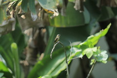 Sporophila morelleti morelleti