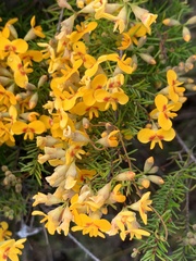 Dillwynia retorta