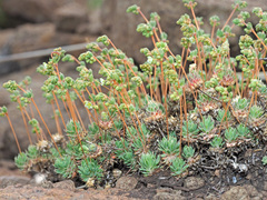 Psammotropha mucronata
