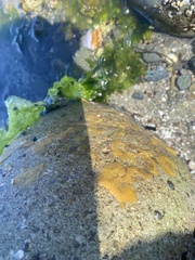 Halichondria panicea