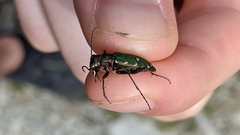 Cicindela campestris