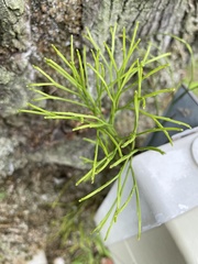 Psilotum nudum