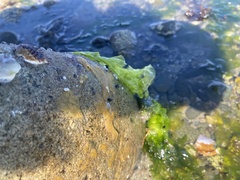 Halichondria panicea